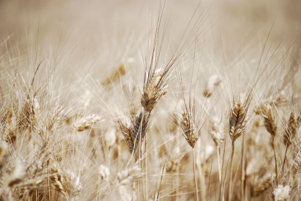 Field salman agriculture