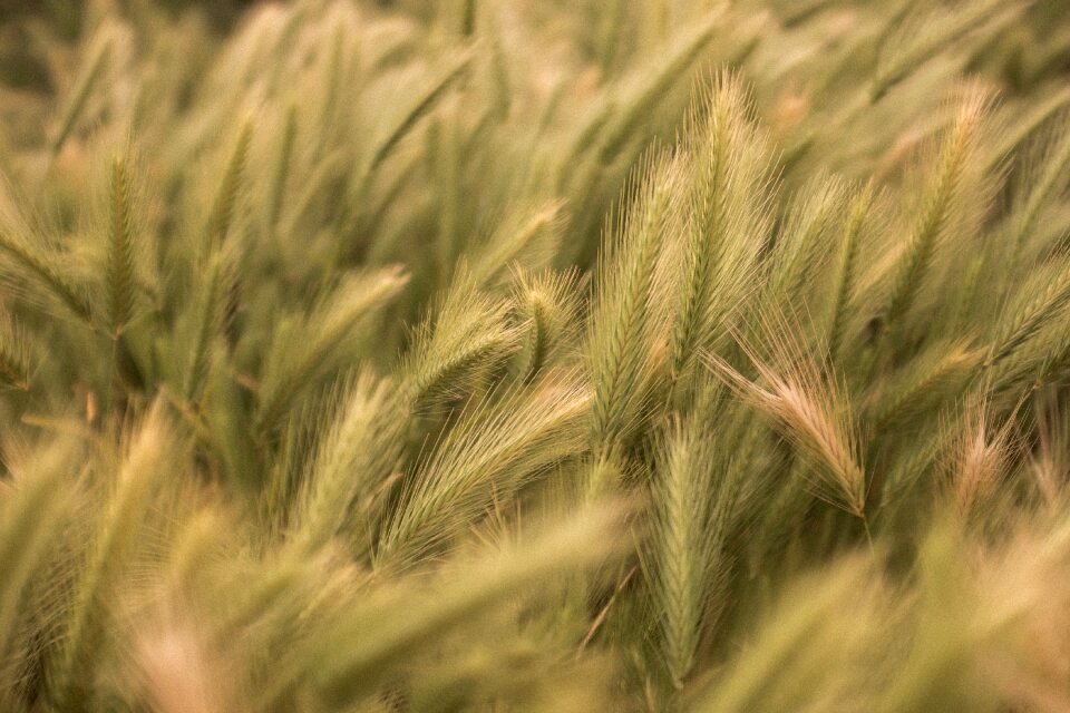 Farm agriculture brown wheat