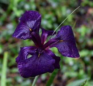 Rain-wet rain blossom