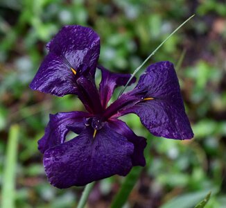 Rain-wet rain blossom photo