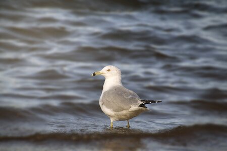 Sea wildlife seagull photo
