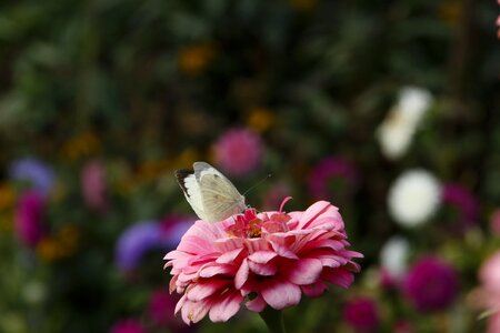 Peony blossom bloom