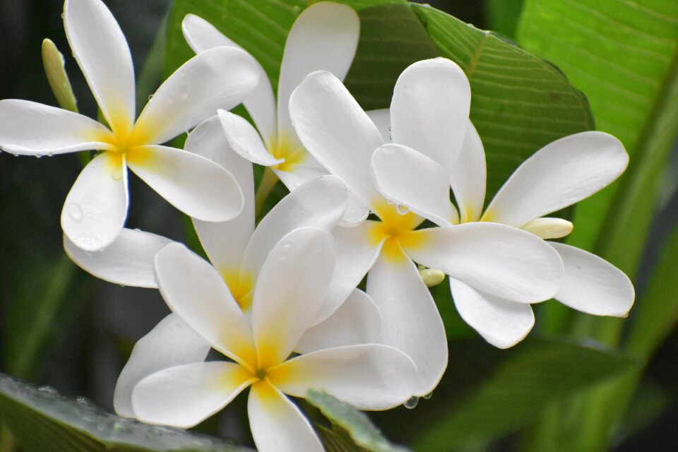 Petals floral freshness