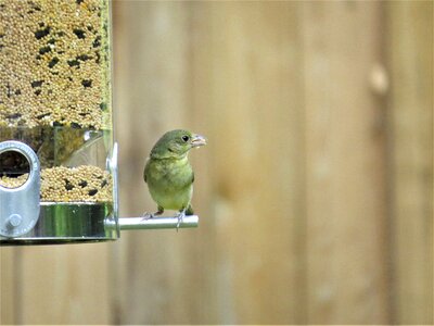 Cute yellow tan wildlife photo