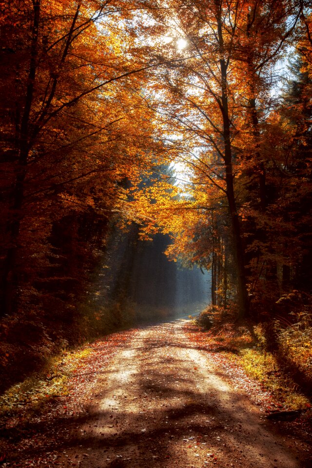 Forest path landscape trees
