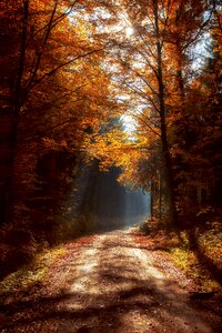 Forest path landscape trees photo
