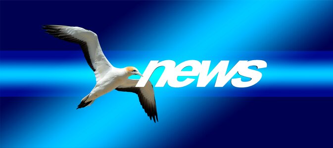 Commenced northern gannet animal world