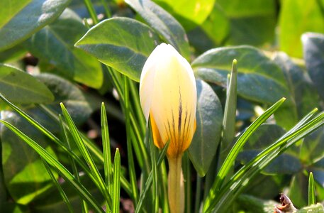 Spring flowers leaf nature