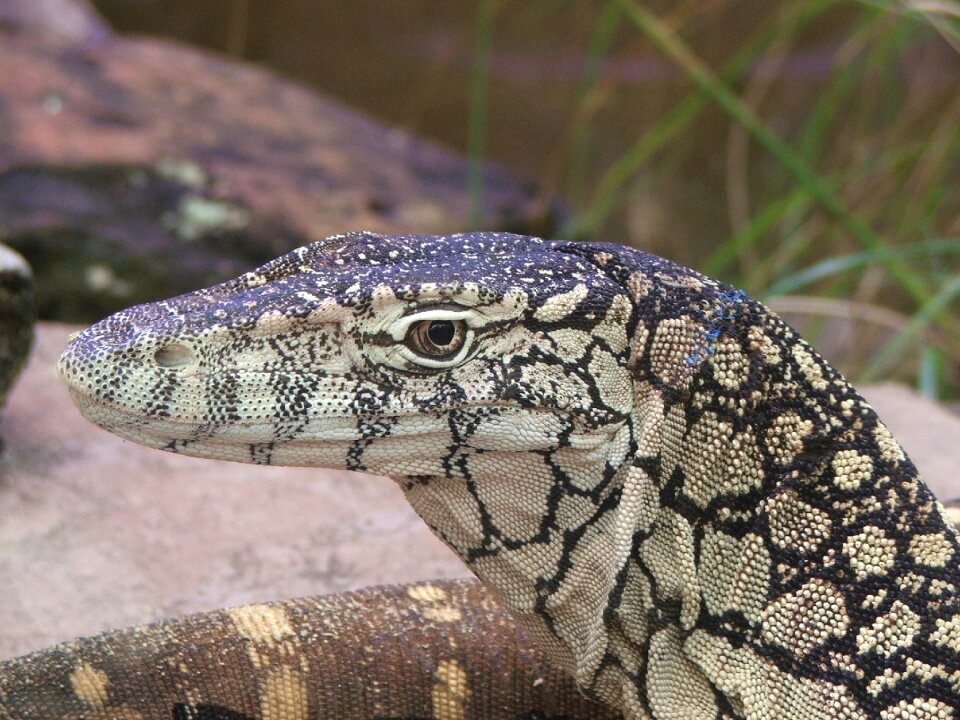 Zoo reptile australian