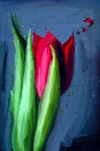 Summer tulip flowers