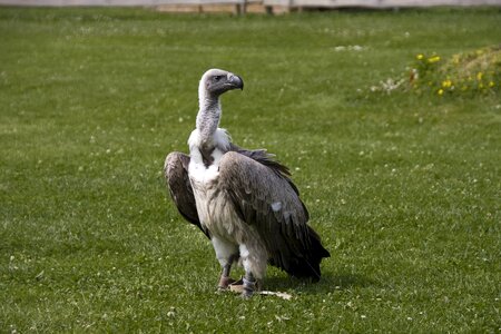Scavengers griffon vulture falconry