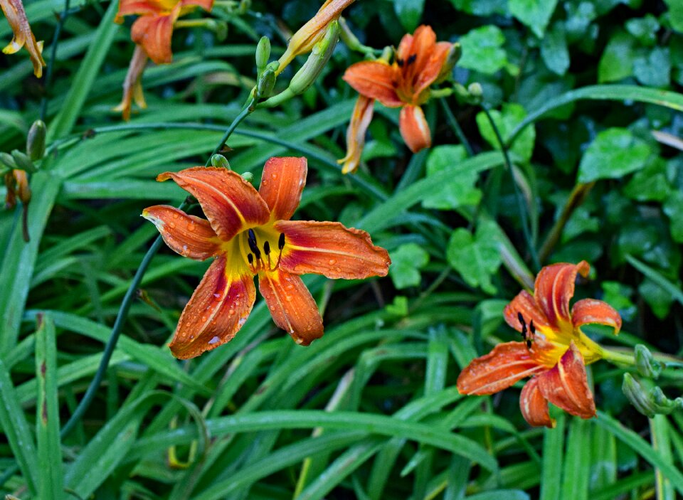 Blossom bloom garden plant