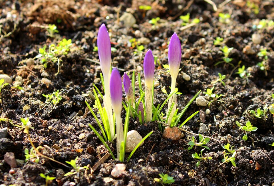 Nature plant flower