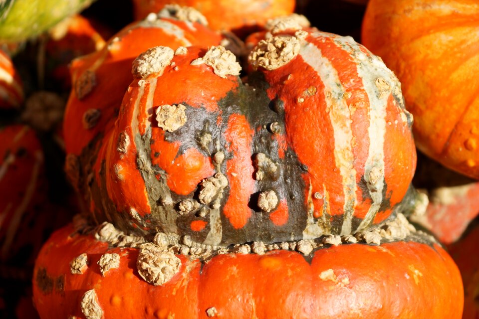 Orange halloween pumpkins autumn photo