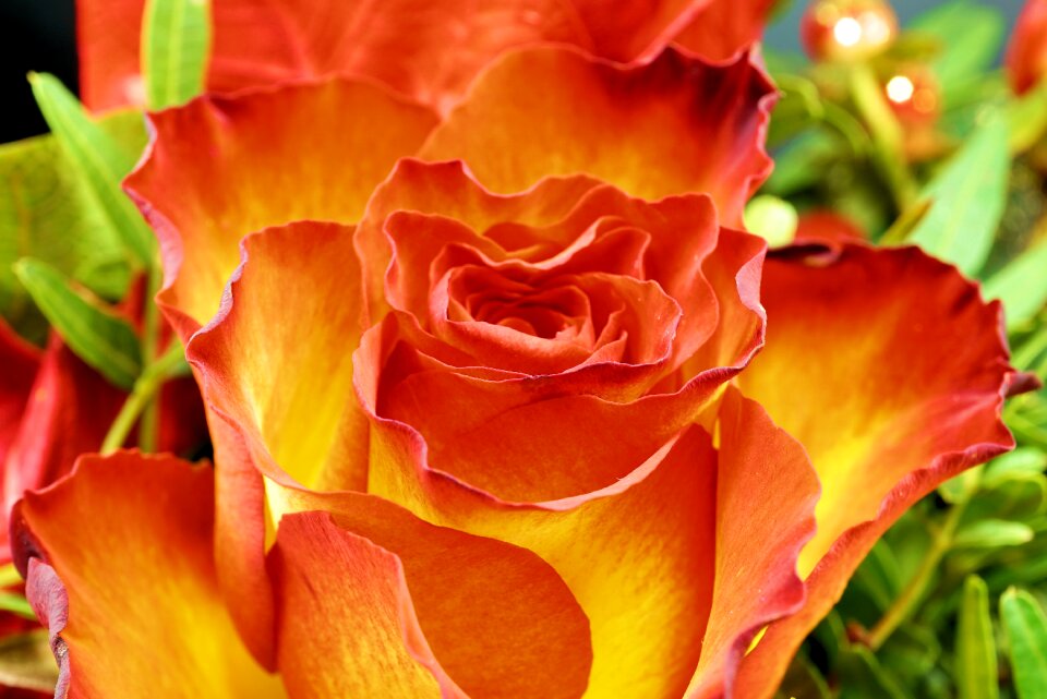 Romantic rose bloom romance