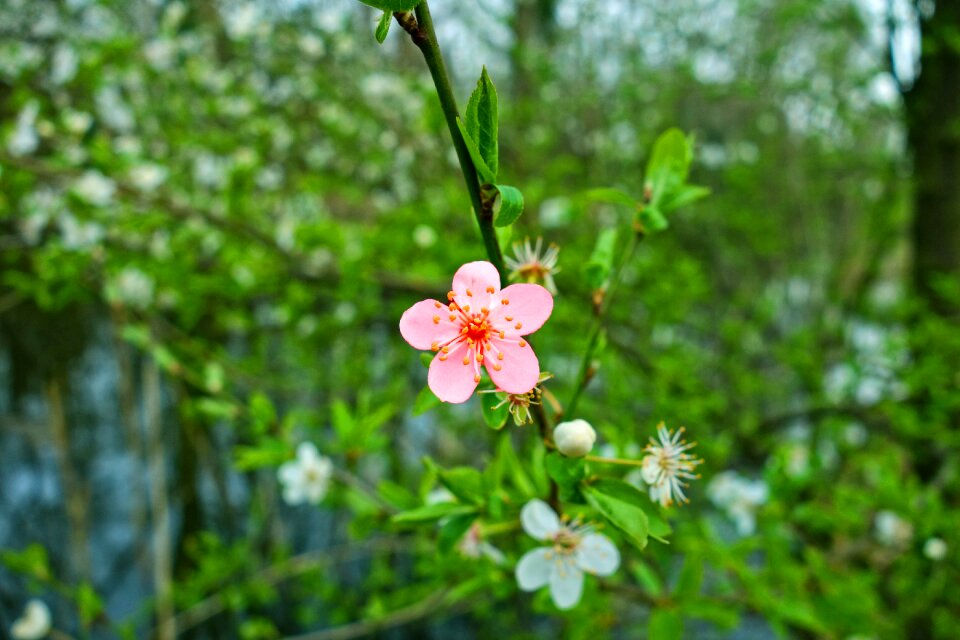 Flowering japanese sakura