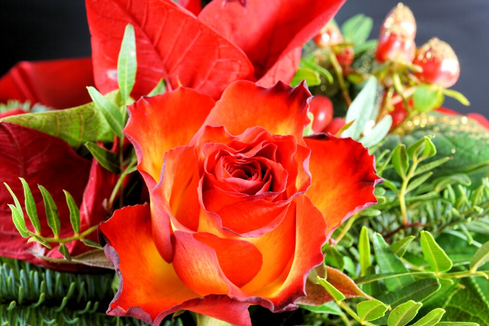 Romantic rose bloom romance