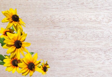 Yellow daisies decoration