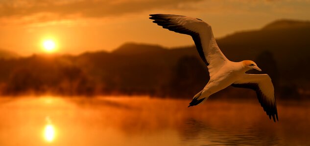 Evening lake landscape