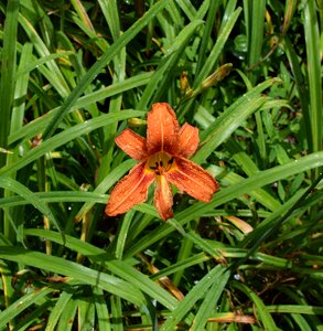 Blossom bloom garden plant