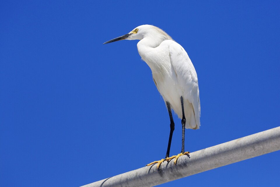 Roosting animal nature