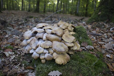 Nature poisonous mushroom amanita photo