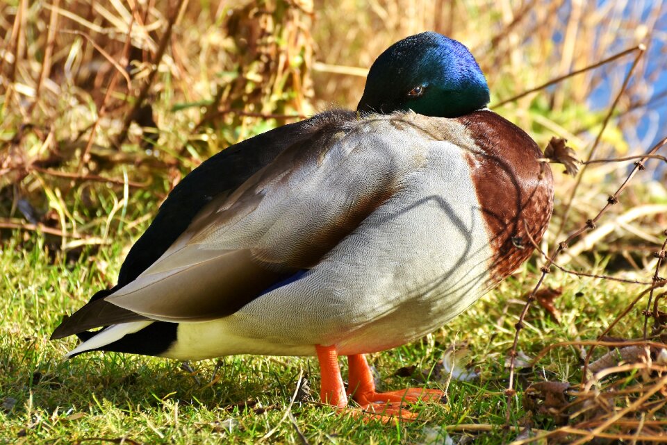 Bird poultry animal photo