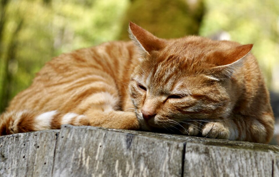 Domestic cat cat's eyes orange