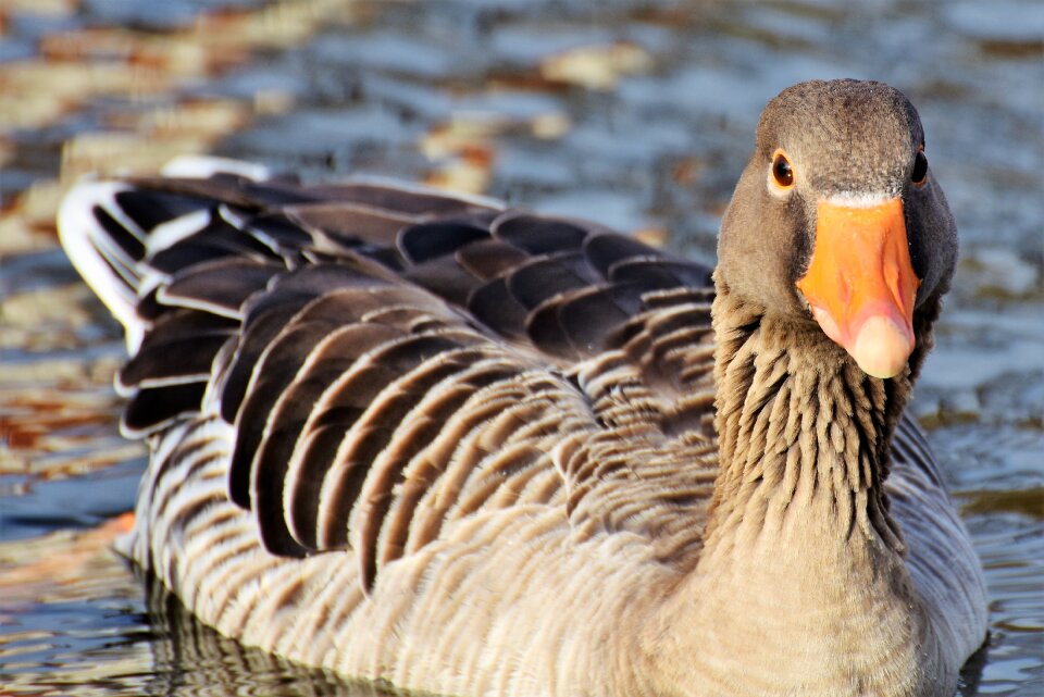 Bird poultry greylag goose