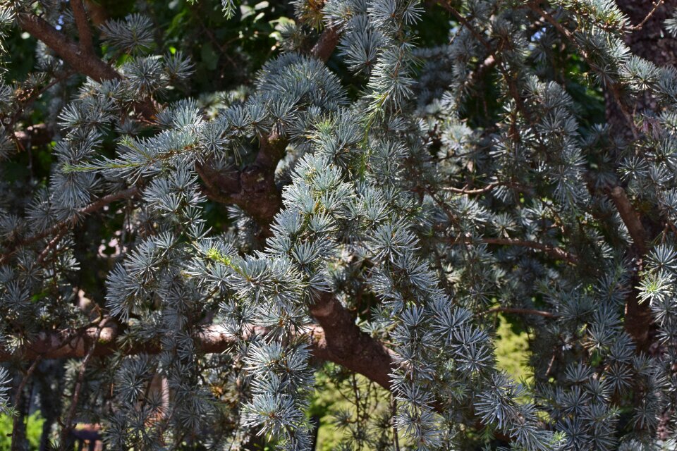 Plant nature evergreen