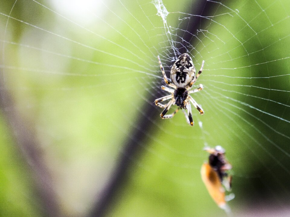 Cobweb summer spider's web