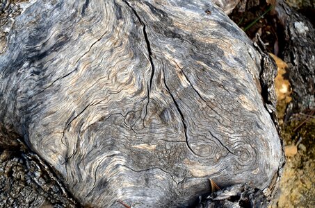 Log nature tree bark