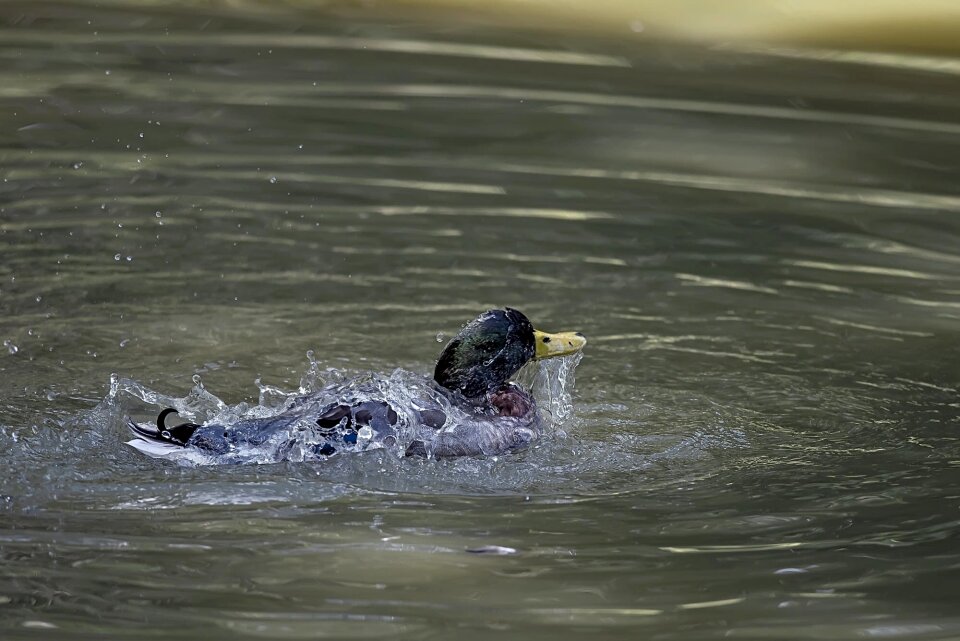 Wildlife swimming wet