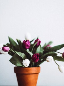 Flower pot tulip photo
