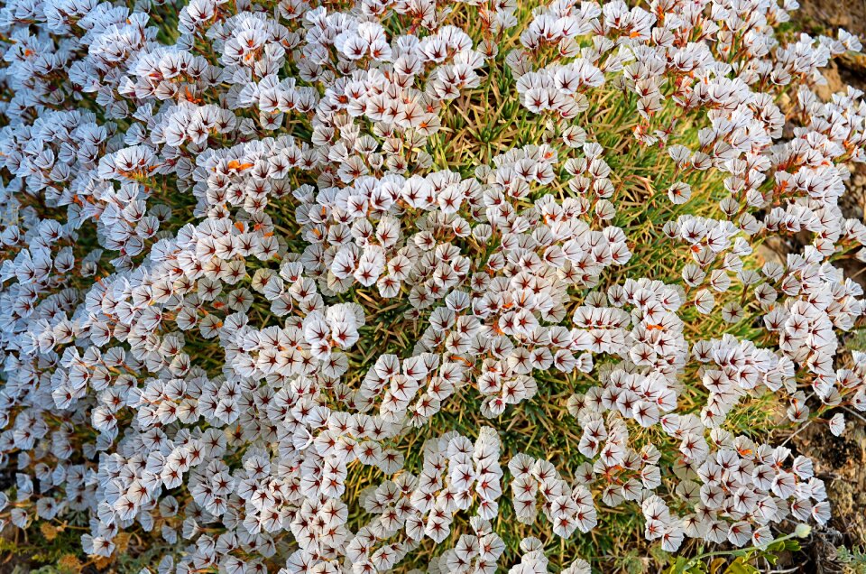 Flowers plant macro