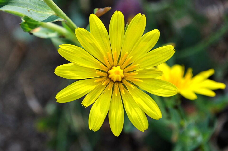 Flowers plant macro