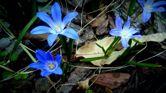 Spring flower flower garden