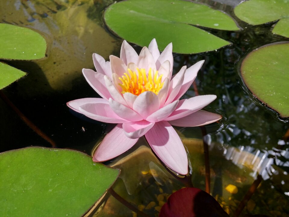 Water beautiful flowers petals