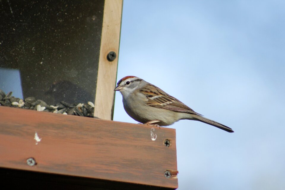 Wildlife bird feeder sparrow