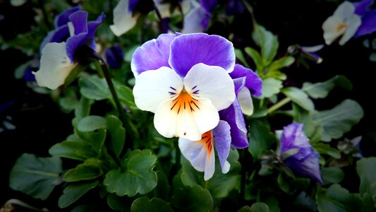 Spring flower nature