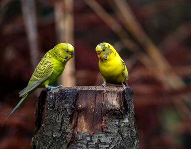 Green bird yellow birds pets photo