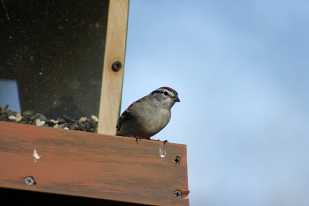 Wildlife bird feeder sparrow