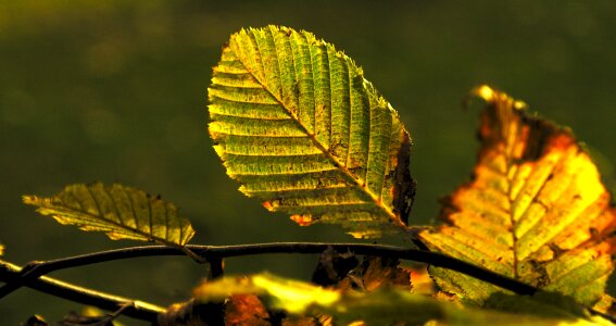 Outdoor autumn season