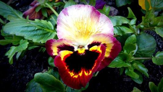 Flower red nature