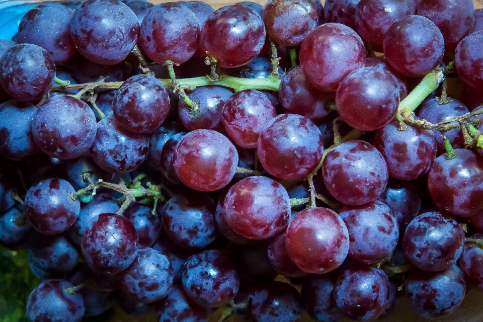 Red grapes wine vine