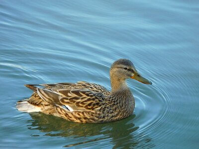Duck mallard water