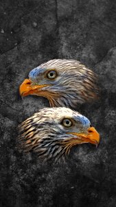 Wildlife feather chicken