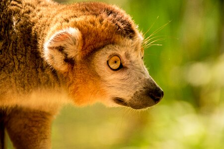 Mammal little monkey cute