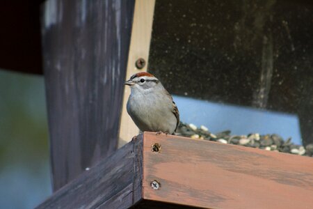 Wildlife bird feeder sparrow photo