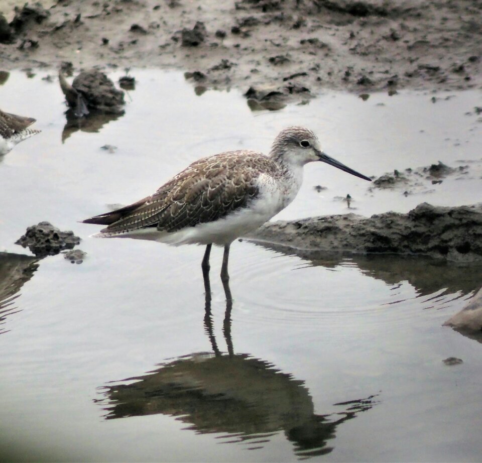 Animal water nature